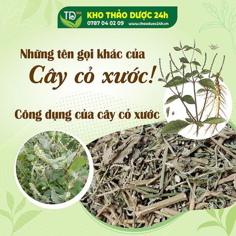 Cây cỏ xước có những tên gọi nào khác ? công dụng của cây cỏ xước