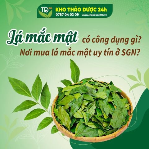 Lá mắc mật có công dụng gì ? Nơi mua lá mắc mật uy tín ở HCM?