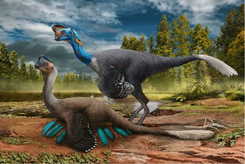 Giải Mã Khủng Long Huyền Thoại Oviraptor: Kẻ Trộm Trứng Hay Bảo Vệ Trứng ?