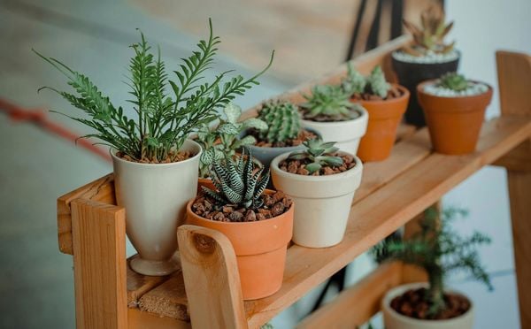 Sắp xếp mảng xanh là yếu tố quan trọng trong thiết kế quán cà phê sân vườn