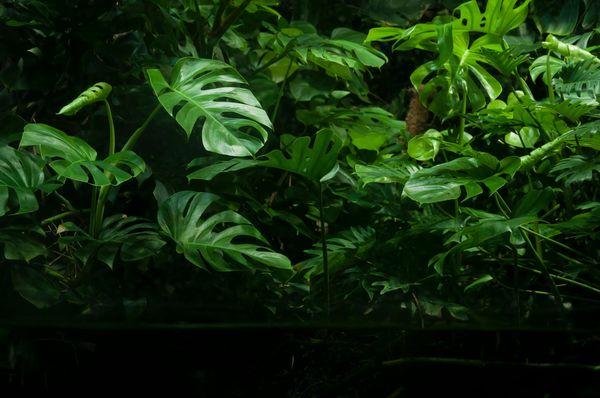 Monstera - Loại kiểng lá phổ biến dễ bắt gặp nhất
