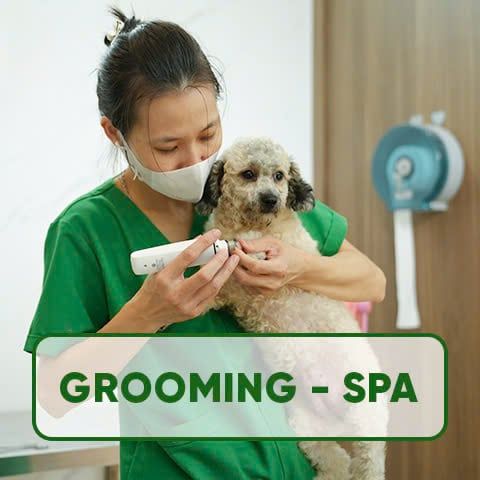 SPA CHÓ MÈO HÀ NỘI