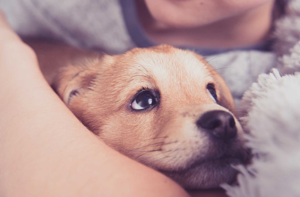 Tết đến rồi: đưa thú cưng sử dụng dịch vụ từ a-z tại PetHealth thôi!