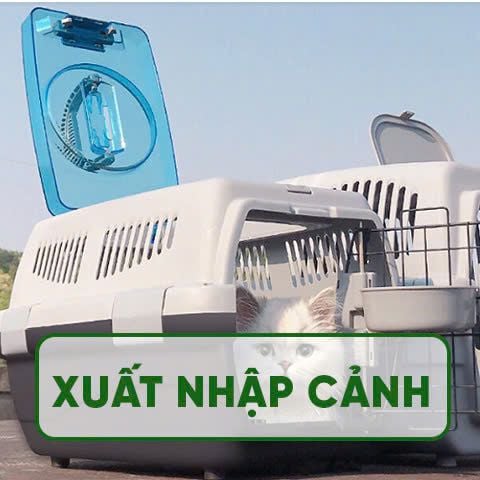 Dịch vụ hỗ trợ thú cưng xuất nhập cảnh trong nước và quốc tế tại PetHealth