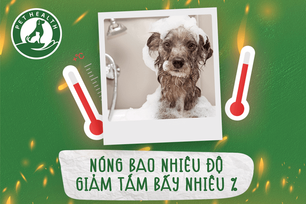 NÓNG BAO NHIÊU GIẢM GIÁ DỊCH VỤ GROOMING BẤY NHIÊU %