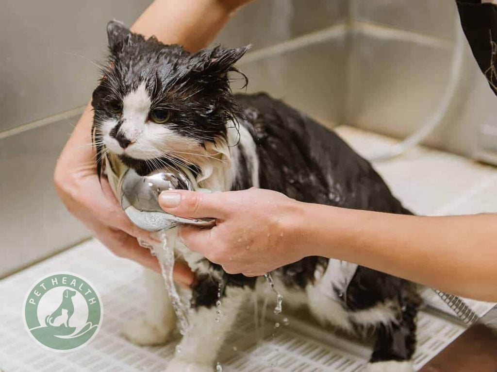 LÀM CÁCH NÀO ĐỂ MÈO NGOAN NGOÃN TẮM RỬA