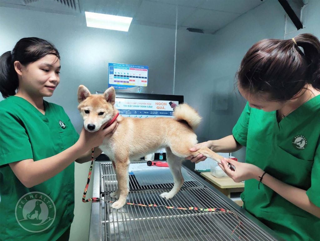 BỆNH LOẠN SẢN XƯƠNG HÔNG: TRIỆU CHỨNG VÀ NGUYÊN NHÂN