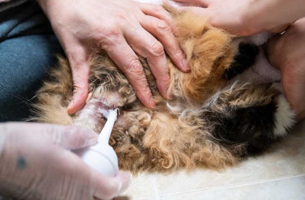 Lần Đầu Trải Nghiệm Dịch Vụ Bác Sĩ Thú Y Khám Tại Nhà – PetHealth