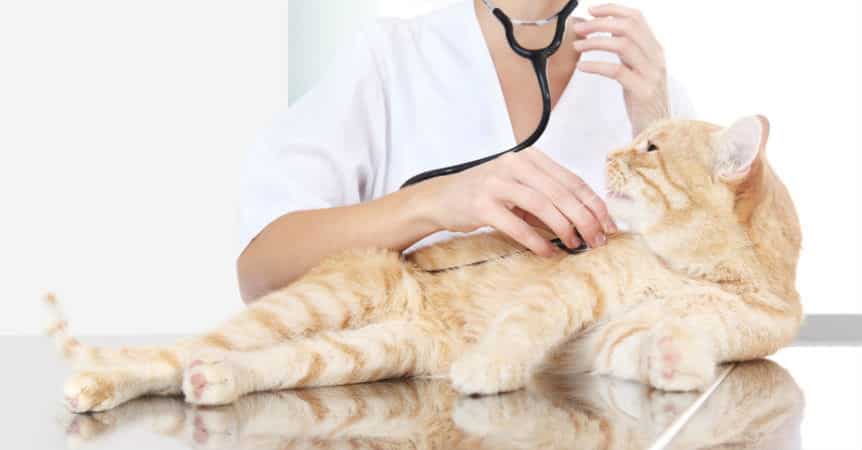 Cách Điều Trị Bệnh Giảm Bạch Cầu Ở Mèo: Chuyên Gia Nói Gì? – PetHealth