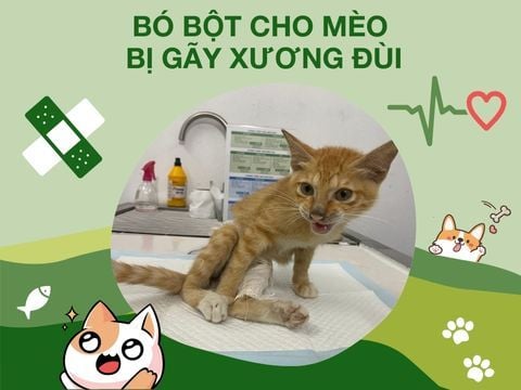 Bó Bột Cho Mèo Bị Gãy Xương Đùi