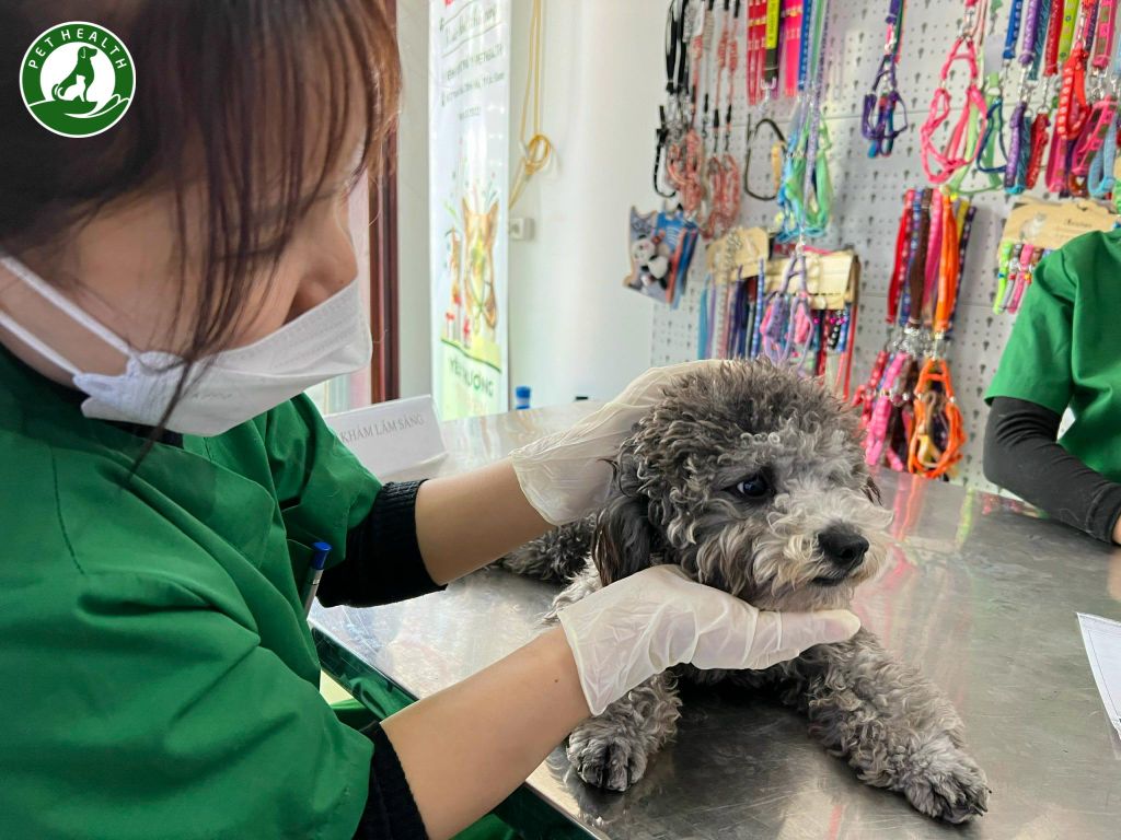 Bệnh care ở chó có nguy hiểm không?