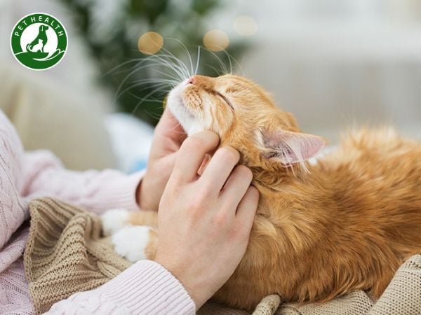 Bệnh Care Ở Mèo: Biểu Hiện, Nguyên Nhân, Cách Phòng Và Trị Bệnh