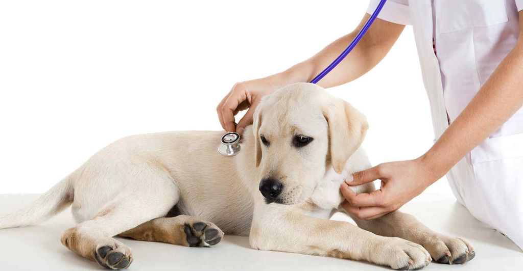 Bệnh Care: Biện Pháp Phòng Tránh Và Cách Điều Trị