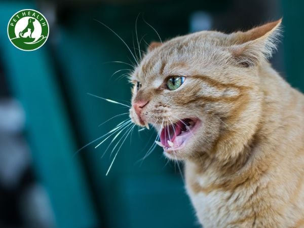 Bệnh Dại Ở Mèo: Cách Phòng Tránh Và Nhận Biết Sớm Nhất