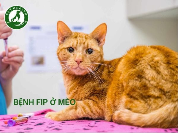 Bệnh FIP Ở Mèo, Tất Tần Tật Thông Tin Mà Bạn Nên Biết
