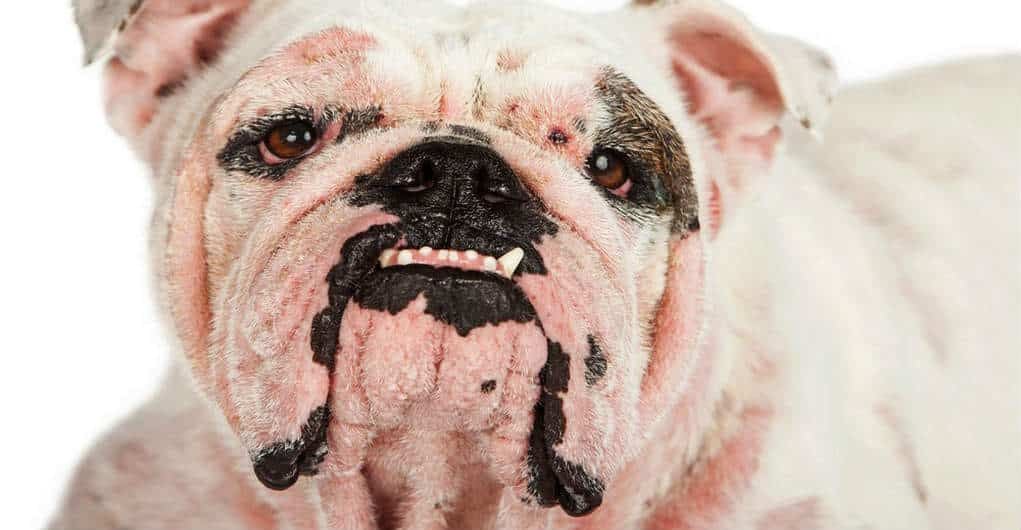 Bệnh Ghẻ ở chó: Pethealth Phân Biệt 2 Loại Ghẻ Thường Gặp