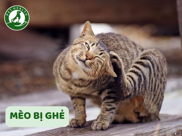 Mèo Bị Ghẻ Do Đâu? Triệu Chứng Và Cách Trị Ghẻ Cho Mèo