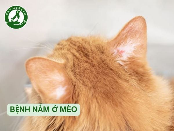 Bệnh Nấm Ở Mèo: Nguyên Nhân, Biểu Hiện Và Cách Chữa Trị Tận Gốc