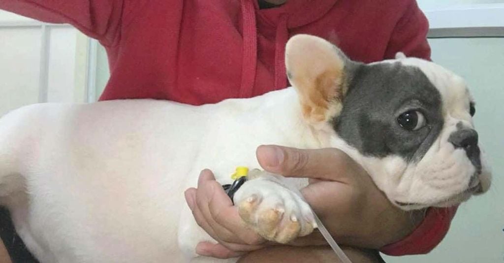 Bệnh Parvo Ở Chó: Phòng Bệnh Và Phương Pháp Điều Trị