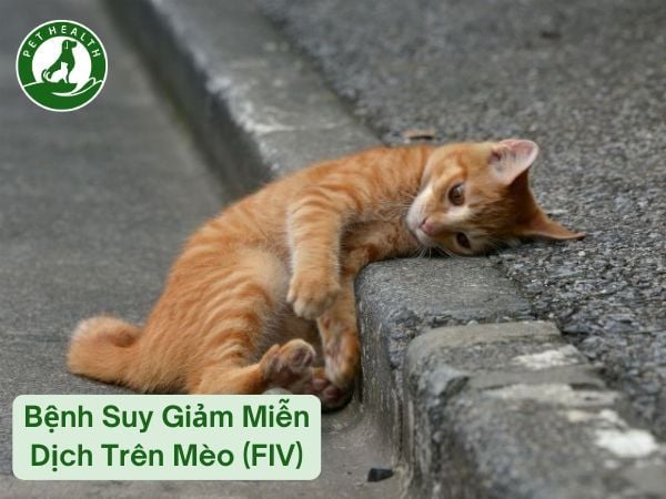 Bệnh Suy Giảm Miễn Dịch Trên Mèo (FIV)