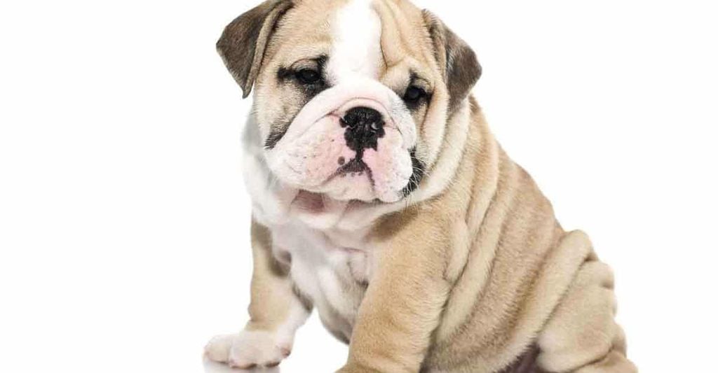 Viêm Gan Ở Chó: Chuyên Gia Nói Gì Về Bệnh