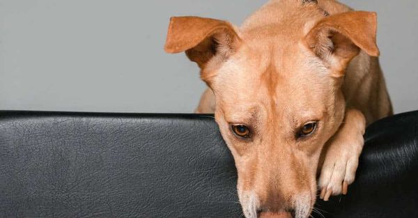 Bệnh Viêm Gan Ở Chó: Bạn Đã Biết Triệu Chứng Và Cách Chẩn Đoán?