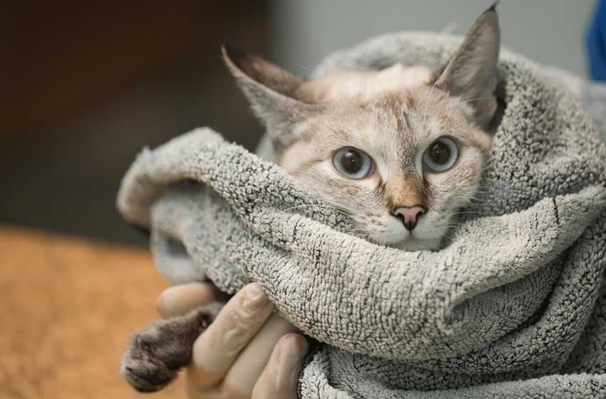 4 Nguyên Nhân Chính Gây Nên Bệnh Viêm Phế Quản Ở Chó Mèo – PetHealth