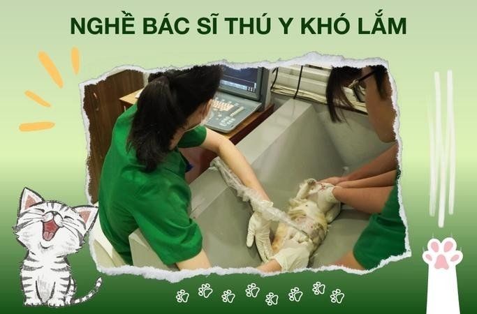 Nghề Bác Sĩ Thú Y Khó Lắm!