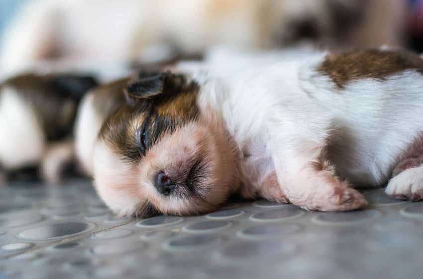 Biển Hiện Bệnh Sán Lá Gan Nhỏ Ở Chó