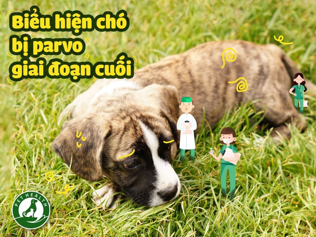 Biểu hiện chó bị parvo giai đoạn cuối