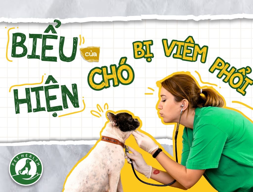 Biểu hiện của chó bị viêm phổi