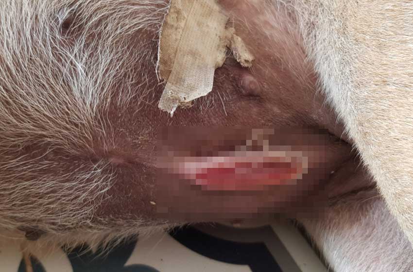 Biểu Hiện U Nang Buồng Trứng Ở Chó – PetHealth