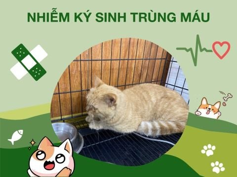 Điều trị cho mèo bị nhiễm ký sinh trùng máu