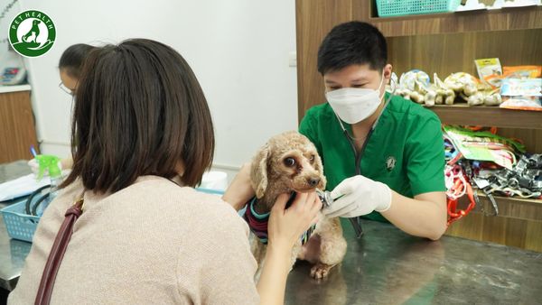 Cách chữa trị bệnh care ở chó