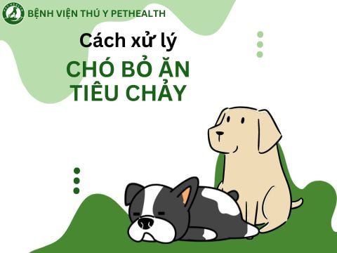 Cách xử lý khi chó bỏ ăn tiêu chảy