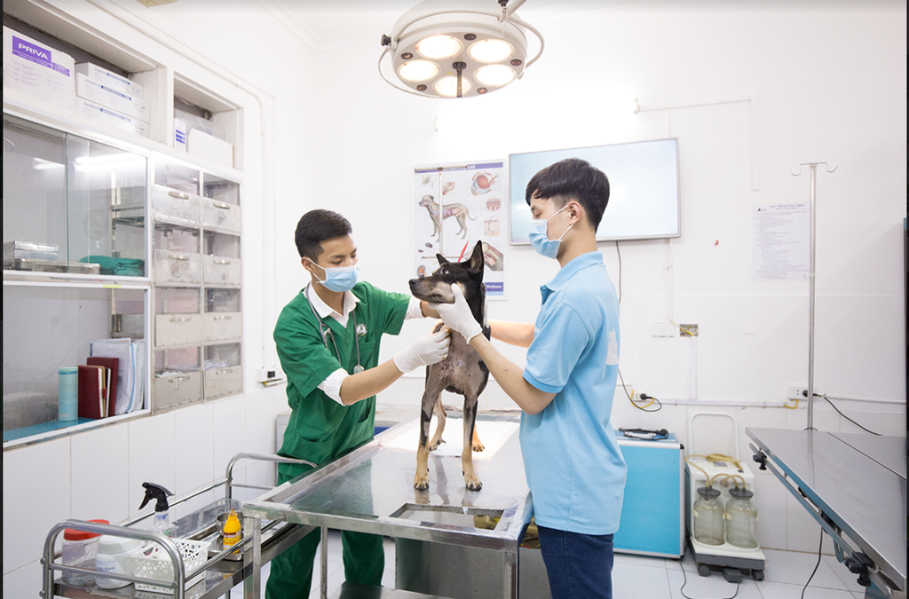 BÁC SĨ THÚ Y HÀ NỘI UY TÍN, CHUYÊN MÔN CAO