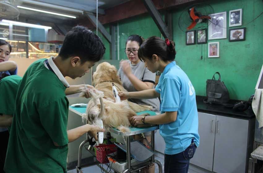 Cắt Tỉa Lông Chó: Vẻ Đẹp Từ Sự Tỉ Mỉ – PetHealth