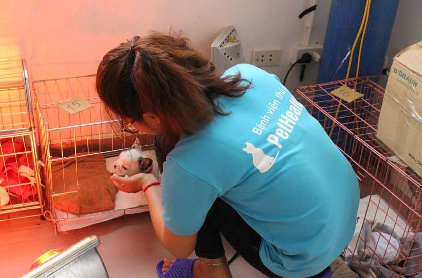 Câu Chuyện PetHealth: Tình Yêu Cho Em Và Niềm Tin Của Tôi