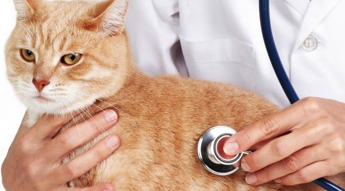 Chăm Sóc Mèo: Kinh Nghiệm Vàng Cho Người Mới Nuôi