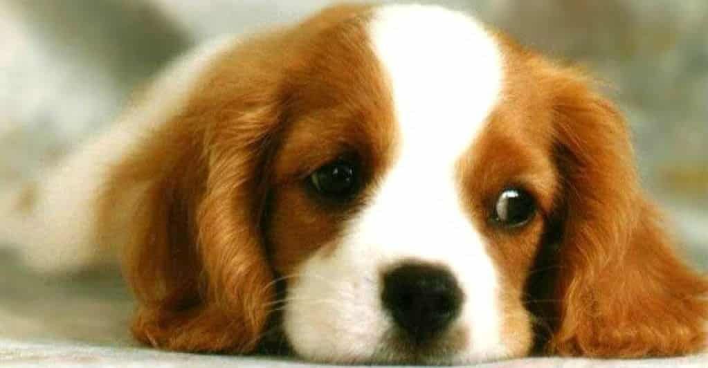 Chẩn Đoán Bệnh Care ở Chó