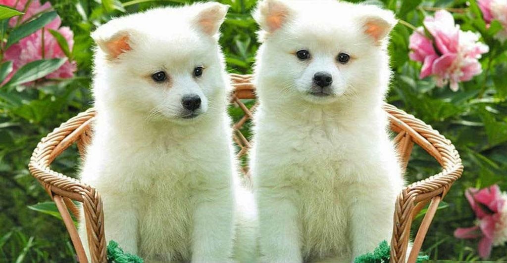 Corona Ở Chó: Bật Mí Phương Pháp Phòng Ngừa Và Điều Trị