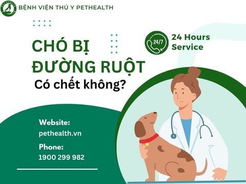 Chó bị đường ruột có chết không?