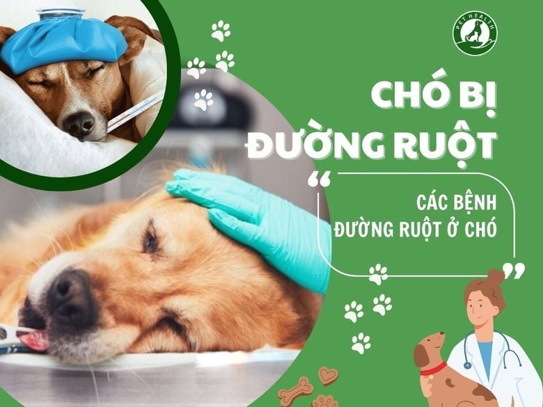 Chó bị đường ruột - Các bệnh đường ruột ở chó