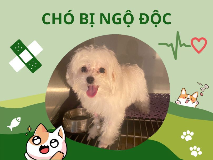 Điều Trị Cho Chó Bị Ngộ Độc