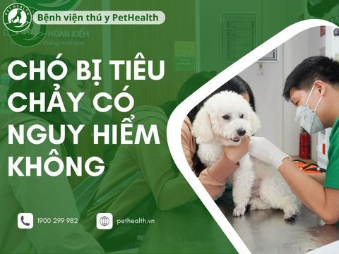 Chó bị tiêu chảy có nguy hiểm không?