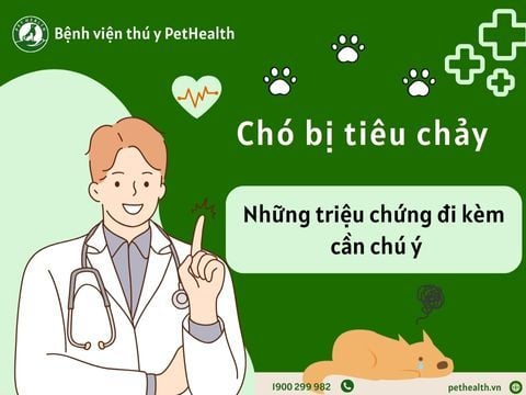 Những triệu chứng đi kèm chó bị tiêu chảy mà bạn nên chú ý