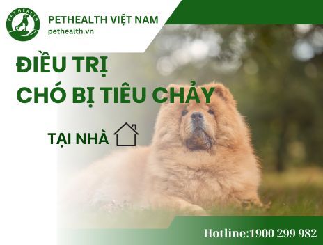 Biện pháp chữa trị chó bị tiêu chảy