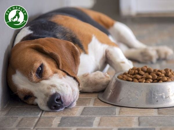 Chó Bỏ Ăn: Nguyên Nhân Và Cách Điều Trị