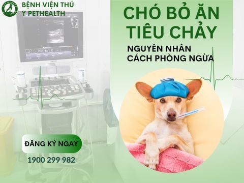 Chó bỏ ăn tiêu chảy - Nguyên nhân và cách phòng ngừa