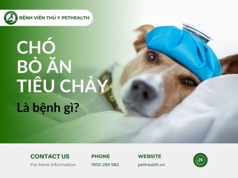 Chó bỏ ăn tiêu chảy là bệnh gì?